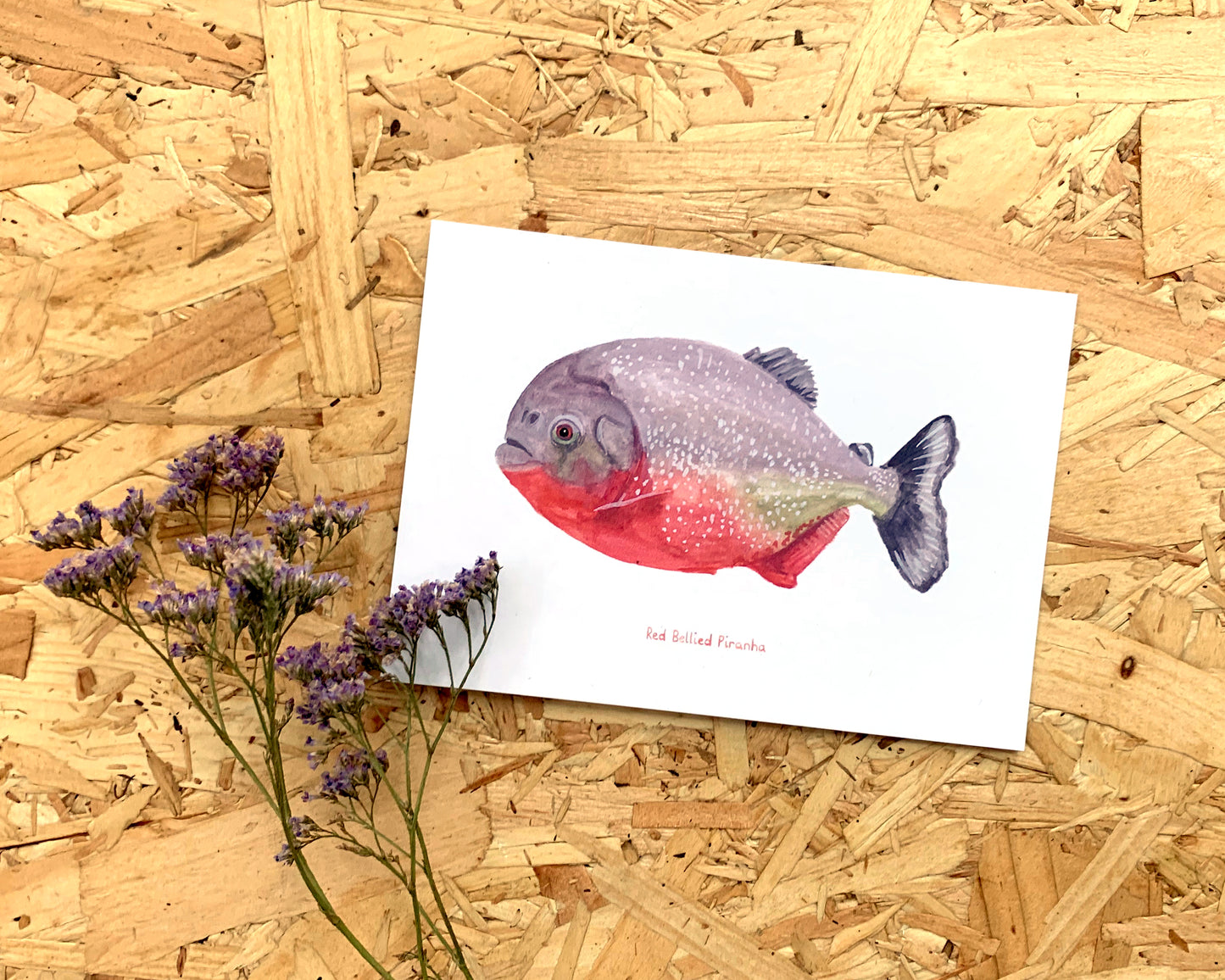 Red Bellied Piranha Postcard