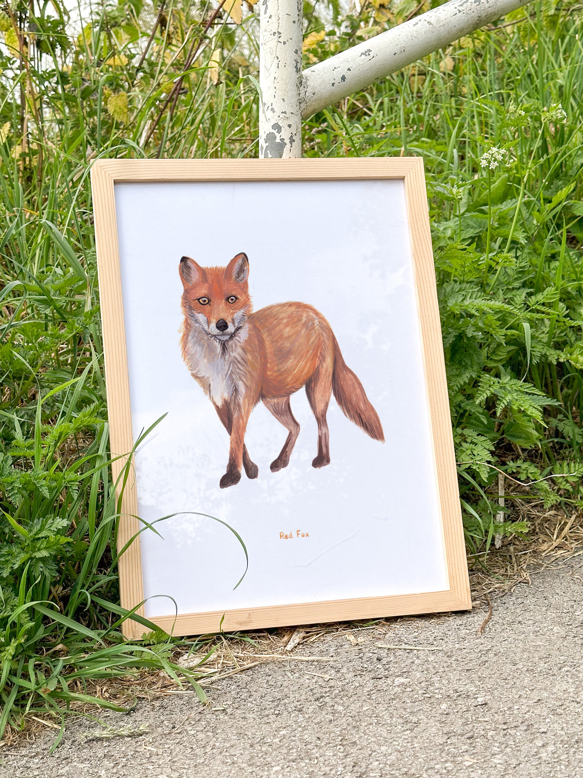Red Fox Art Print