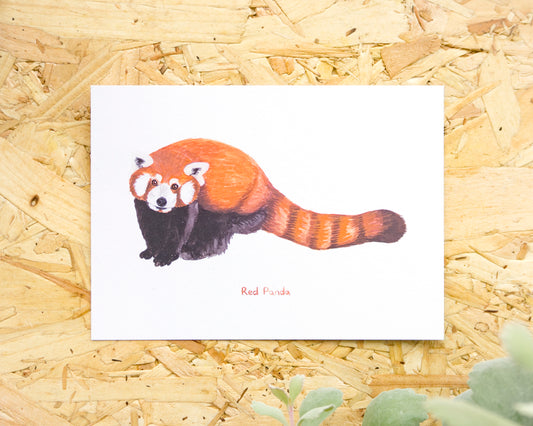 Red Panda Postcard