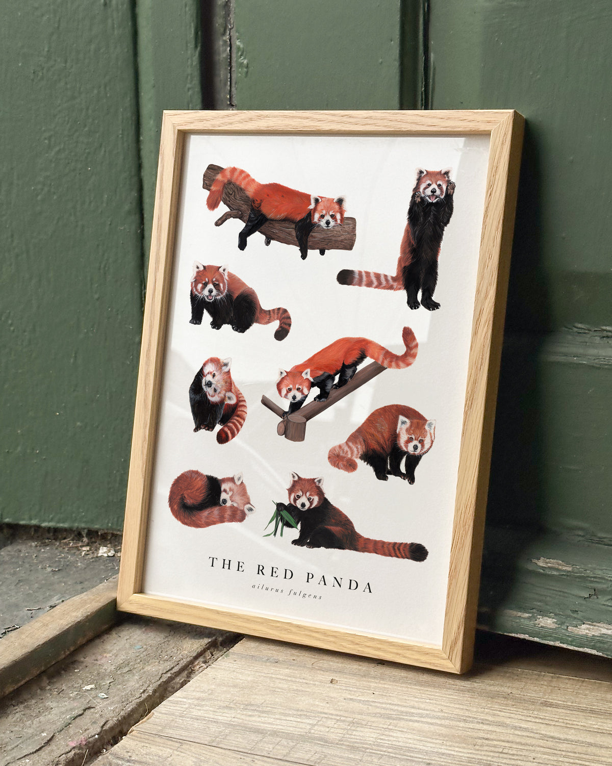 Red Panda Study Art Print