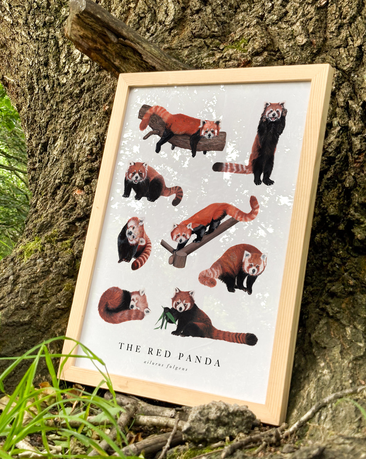 Red Panda Study Art Print