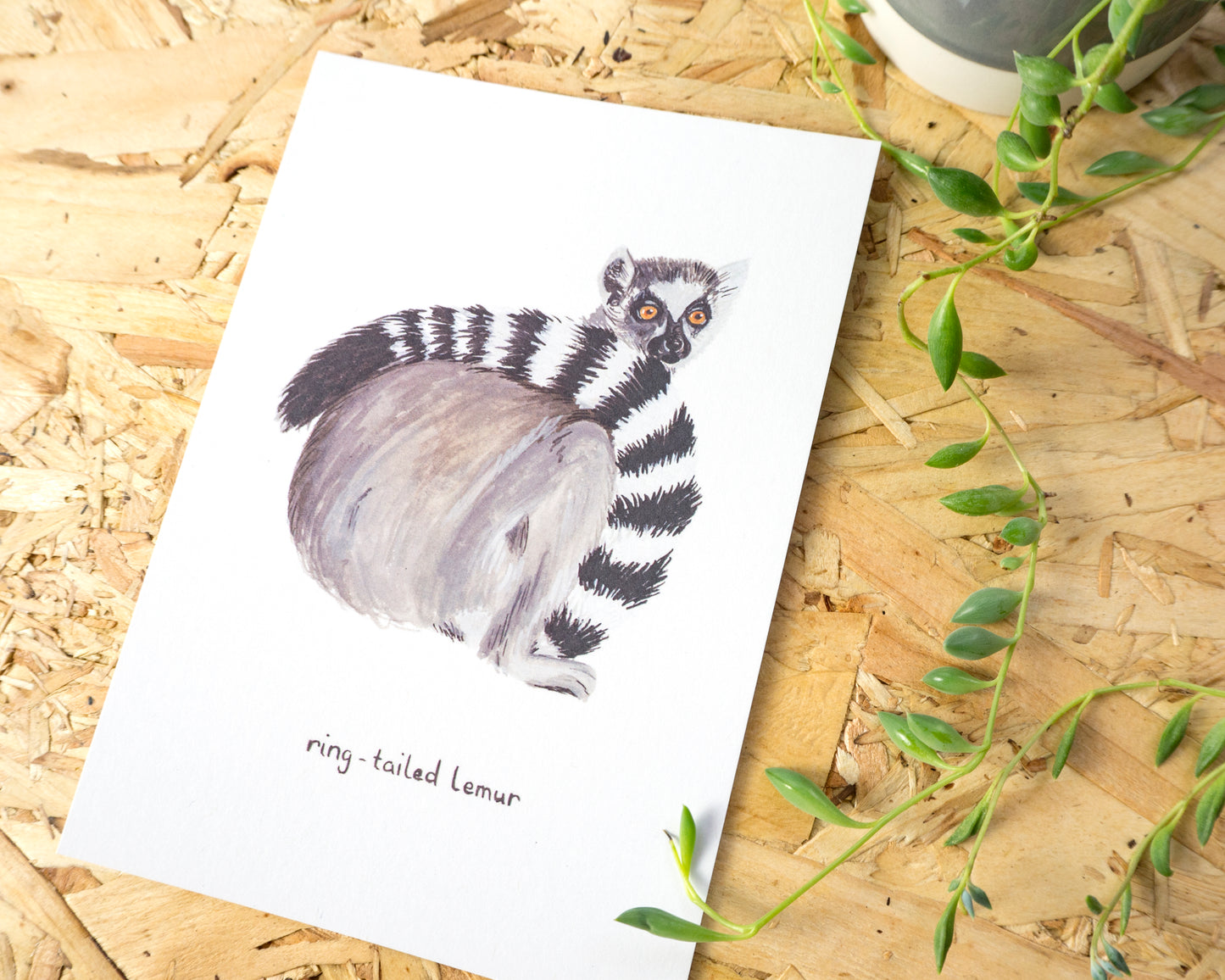 Ring-Tailed Lemur Postcard