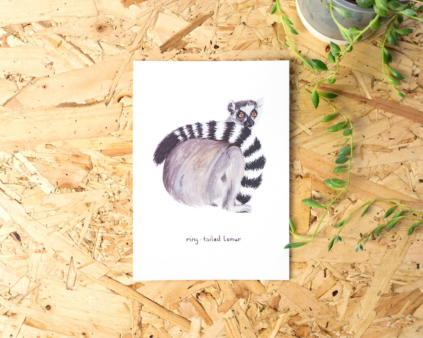 Ring-Tailed Lemur Postcard