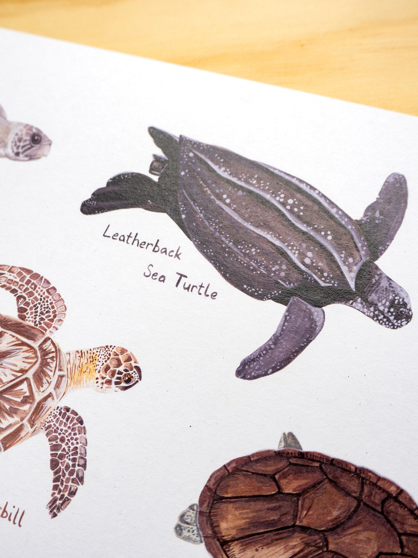 Sea Turtle Print