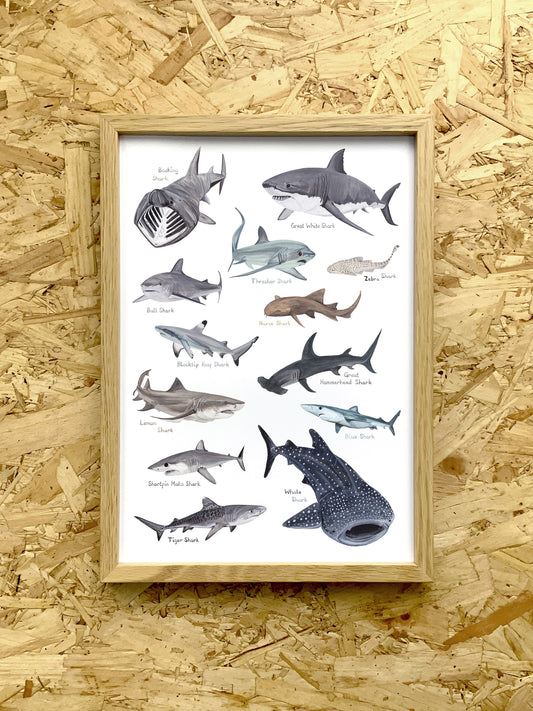 Sharks Print