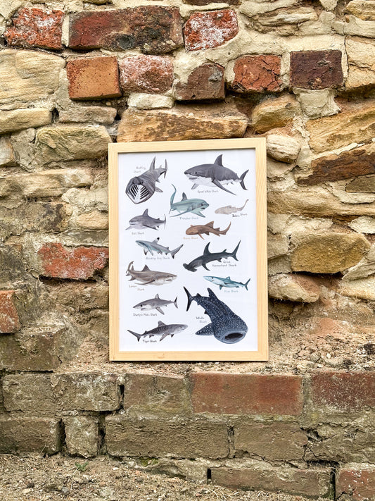 Sharks Print