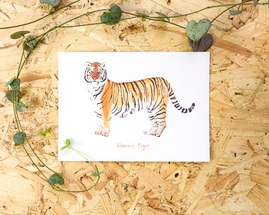 Siberian Tiger Postcard