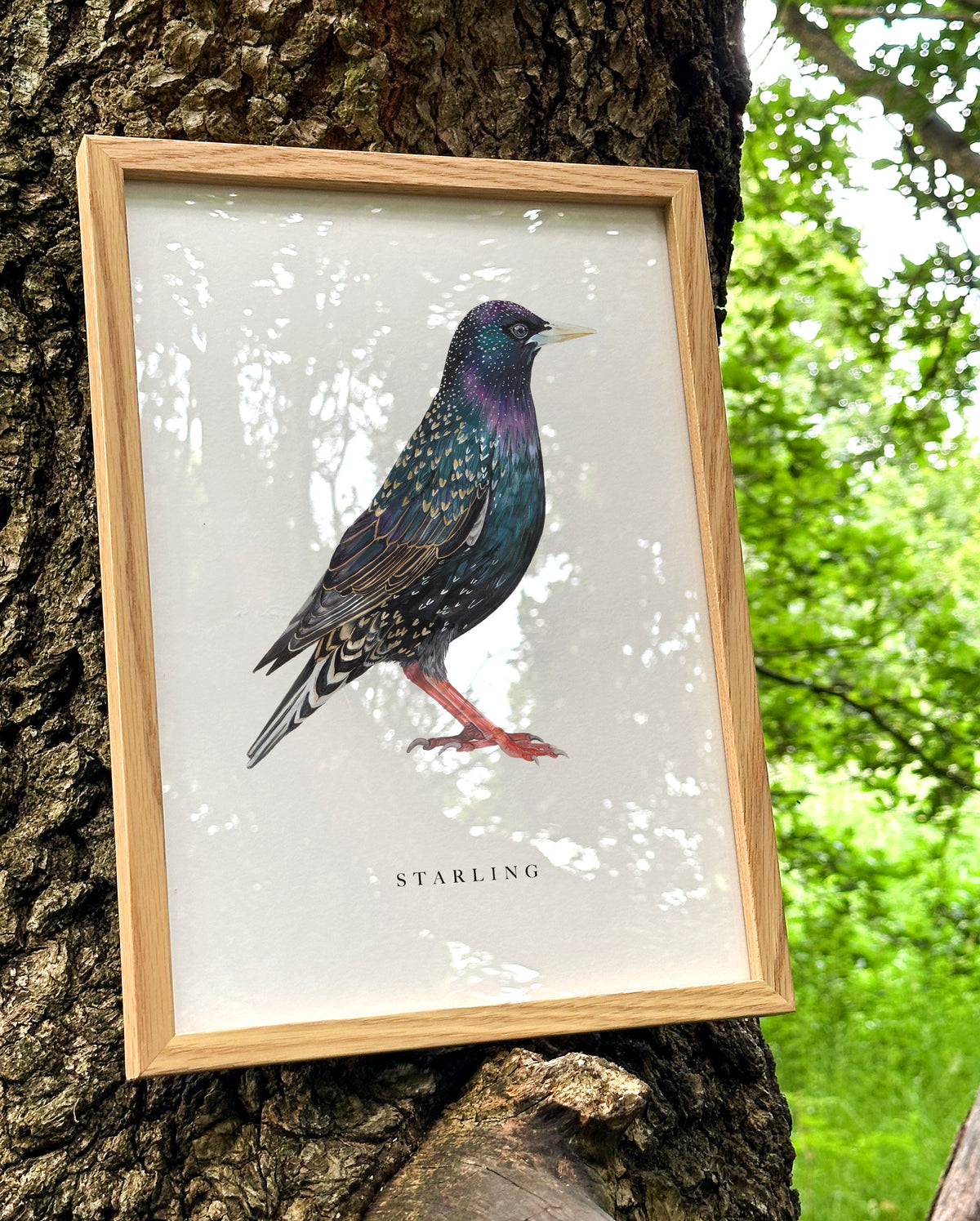 Starling Art Print