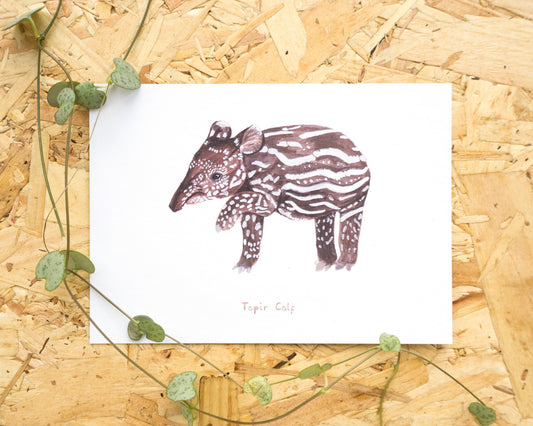 Tapir Calf Postcard