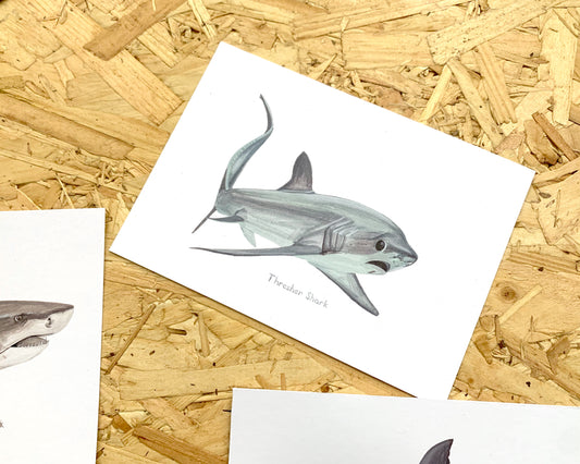 Thresher Shark Postcard