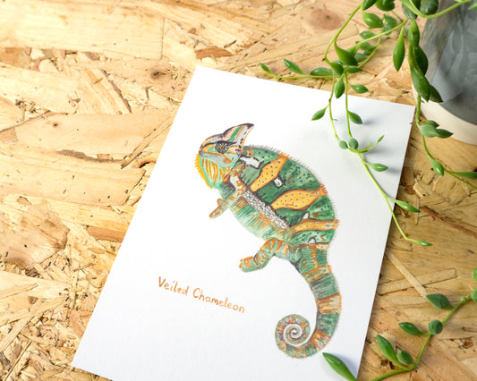 Veiled Chameleon Postcard