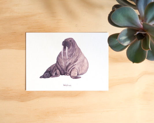 Walrus Postcard