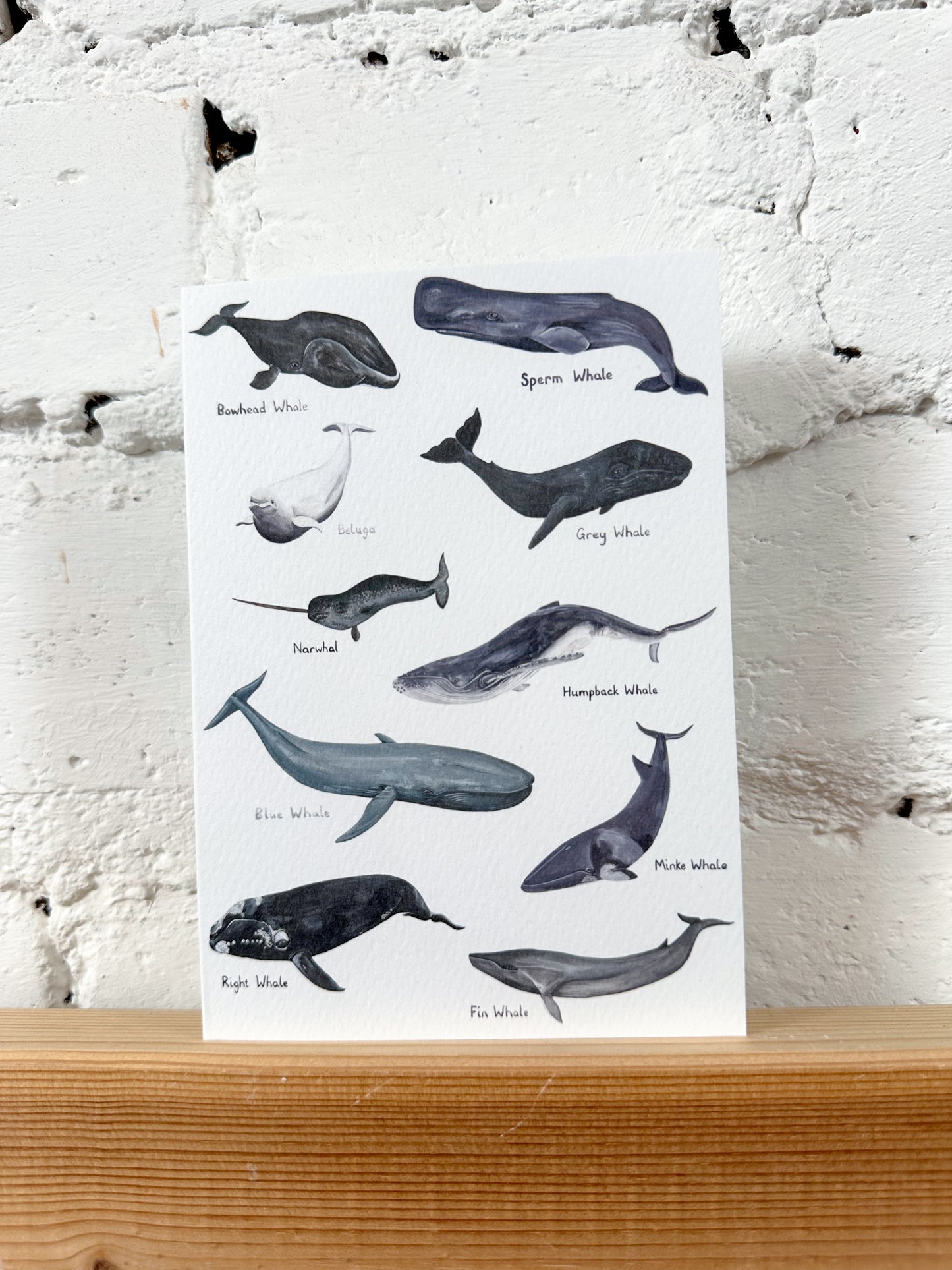 Whales Illustration Card