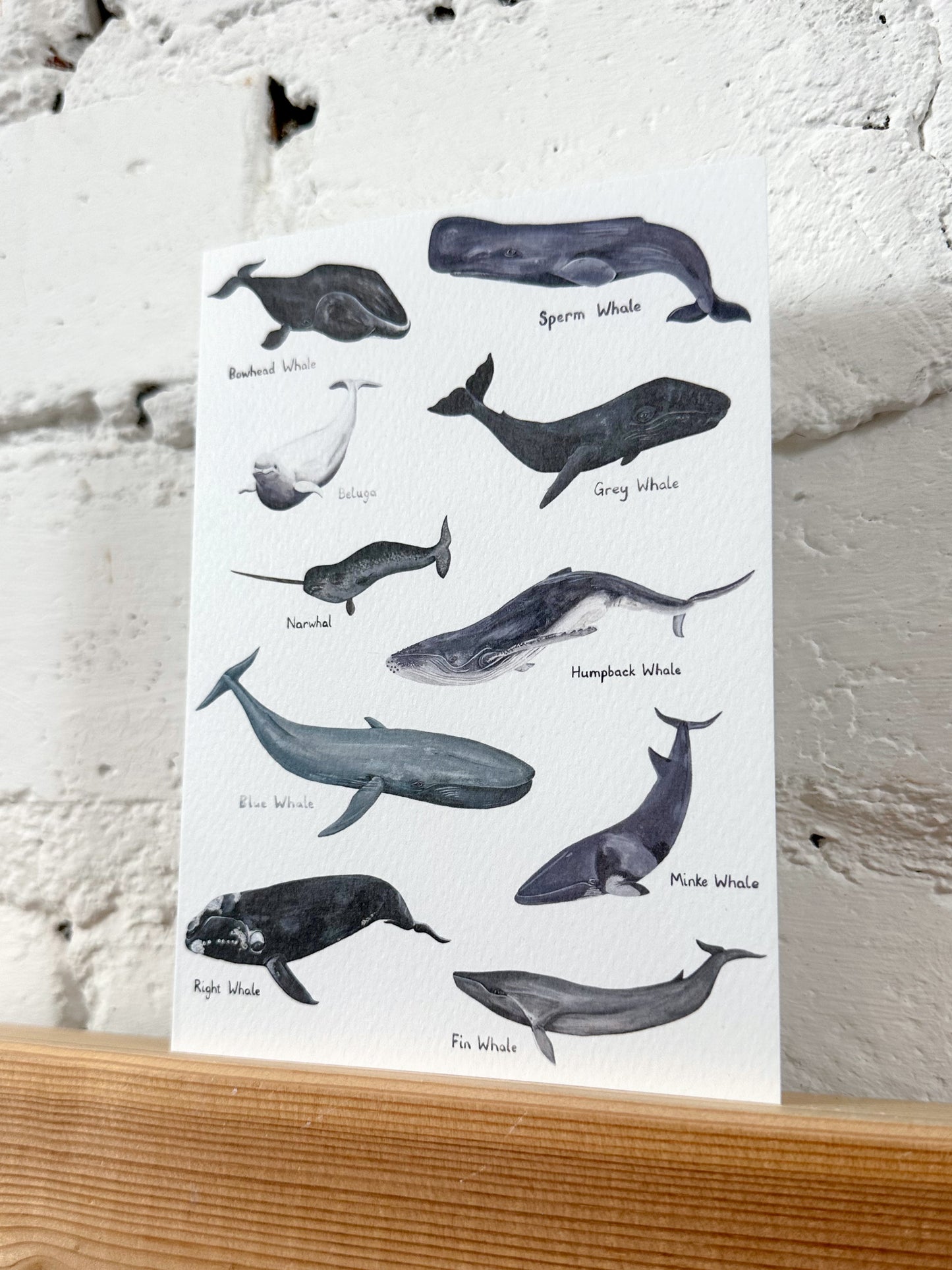 Whales Illustration Card