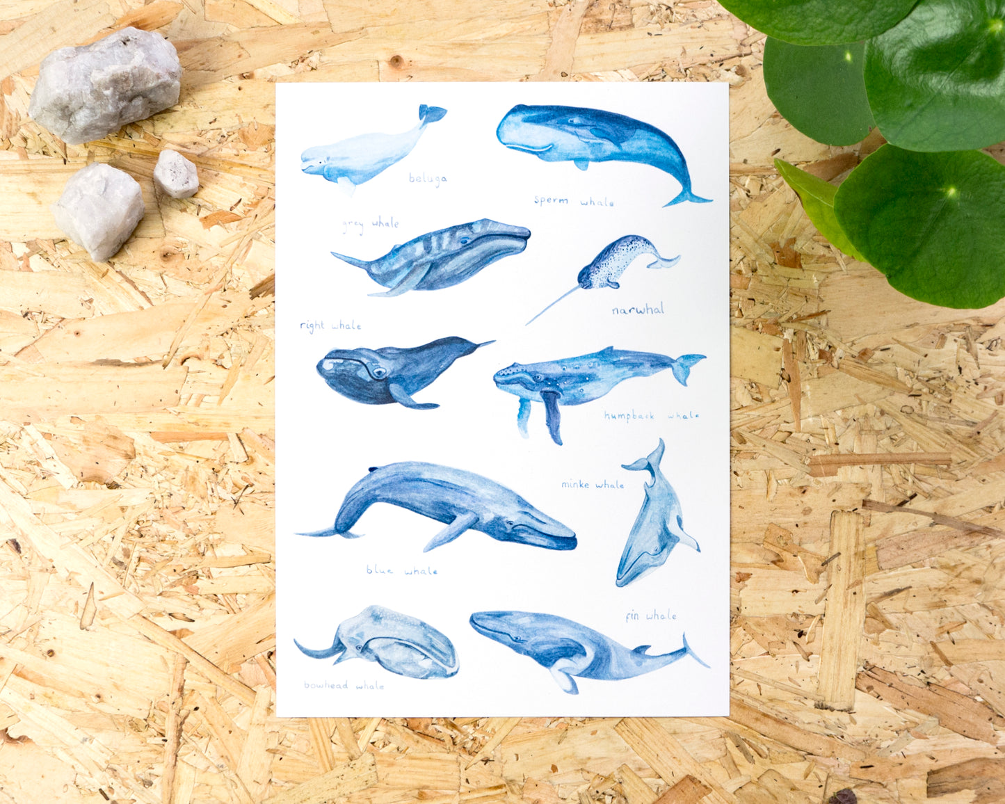 Whales of the World Print