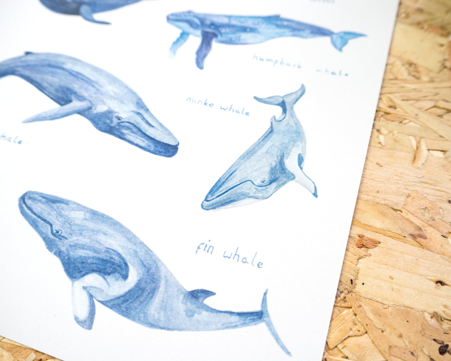 Whales of the World Print