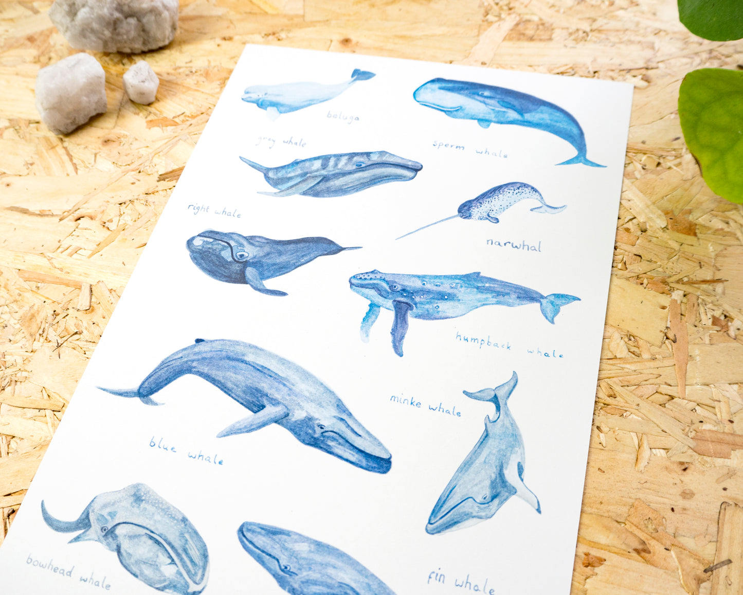 Whales of the World Print