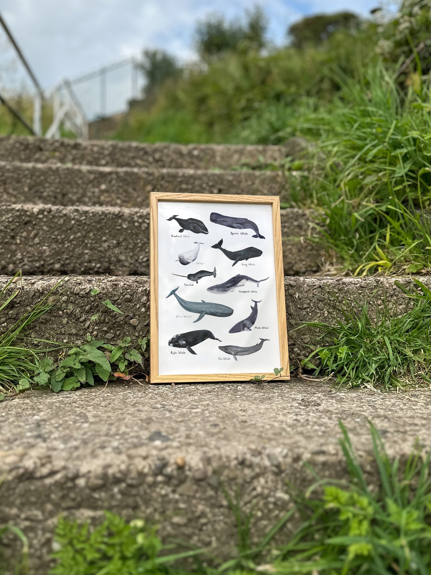 Whales Print
