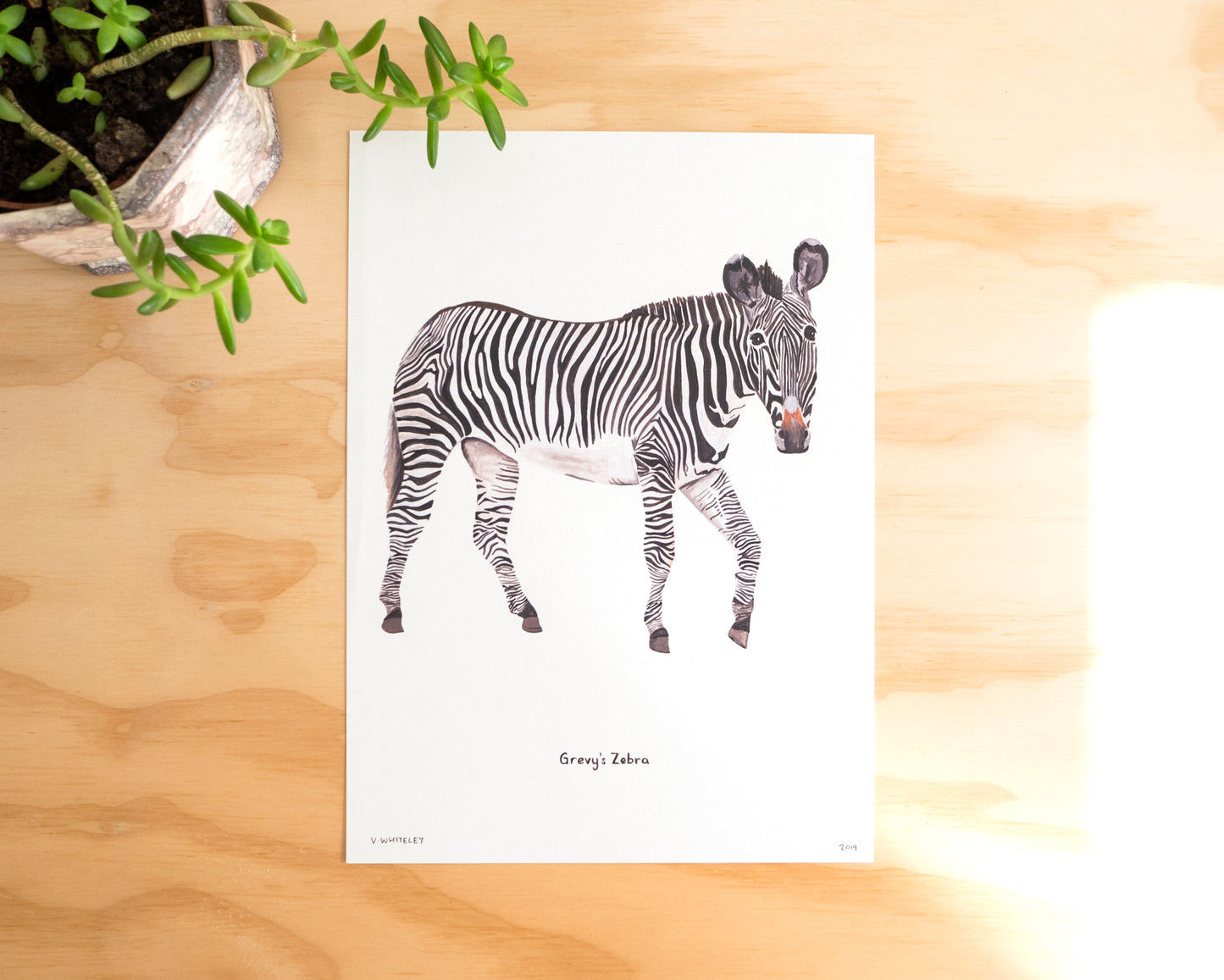 Grevy's Zebra Print A4