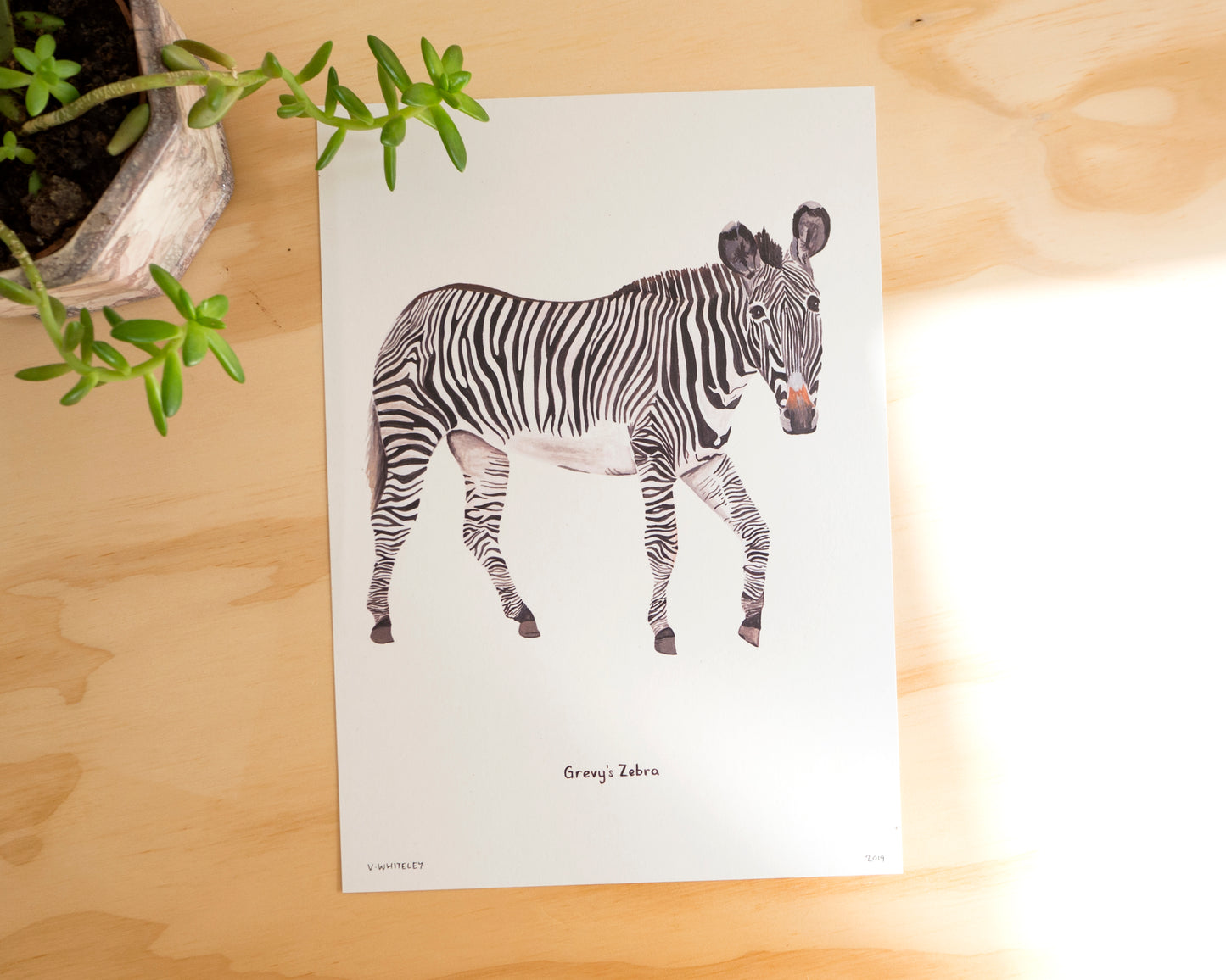 Grevy's Zebra Print A4