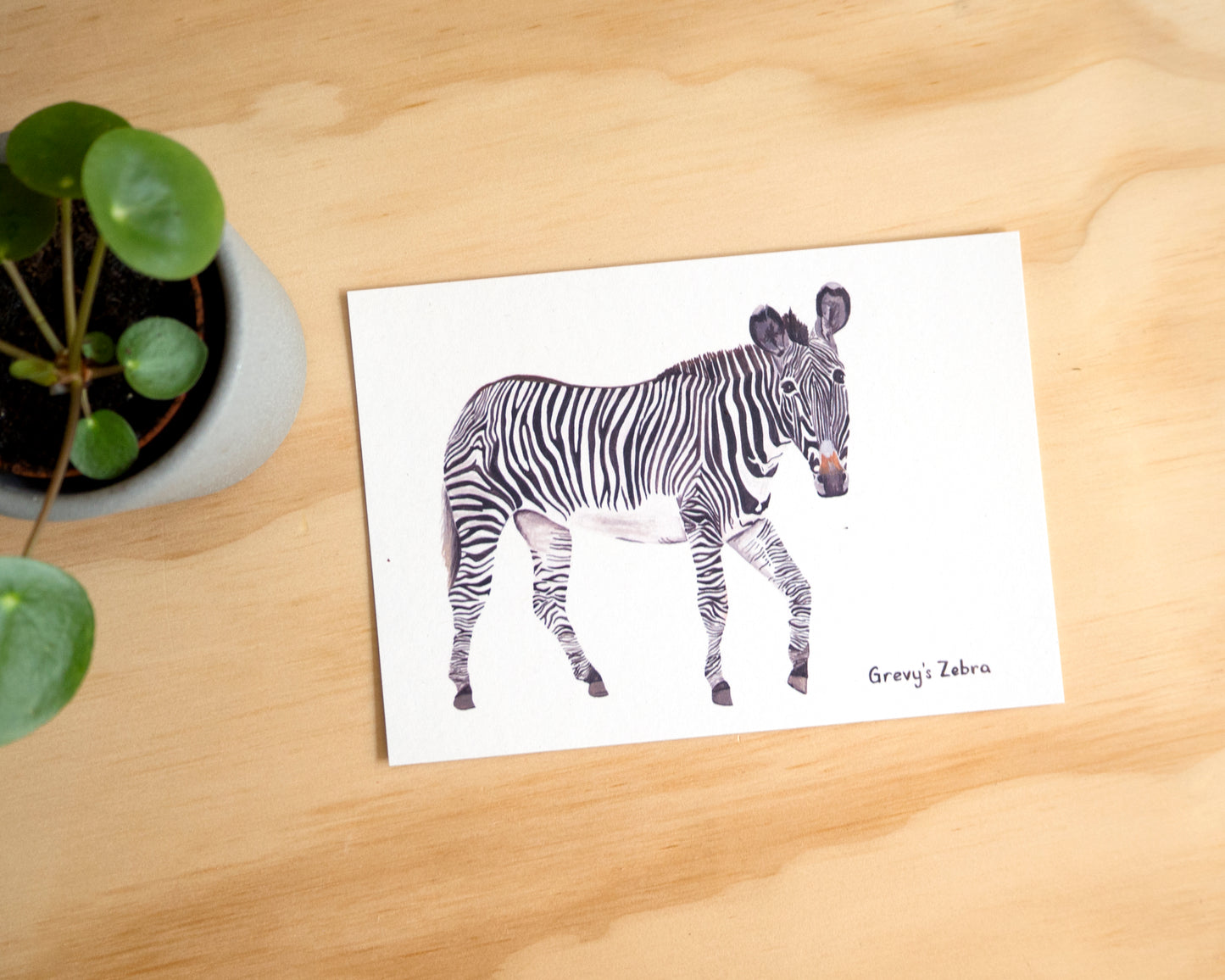 Zebra Postcard