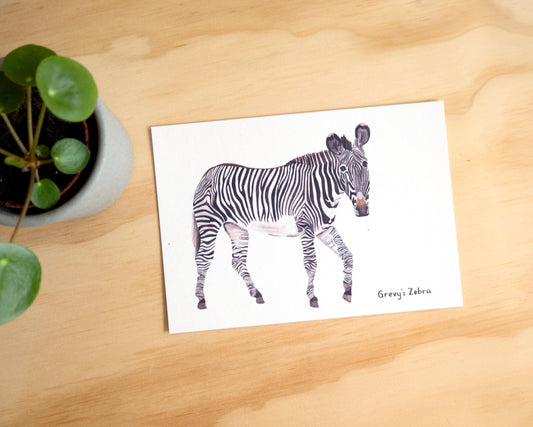 Zebra Postcard